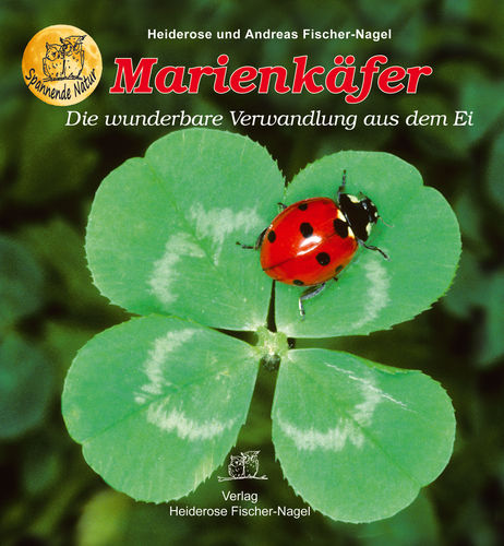 Marienkäfer – Die wunderbare Verwandlung aus dem Ei