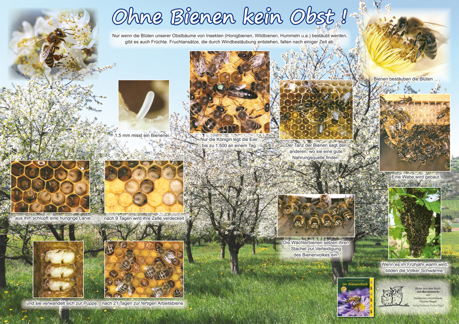 Natur-Poster: Ohne Bienen kein Obst